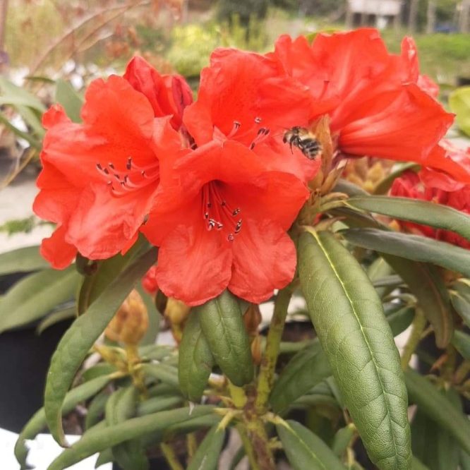 Rhododendron Strigillosum