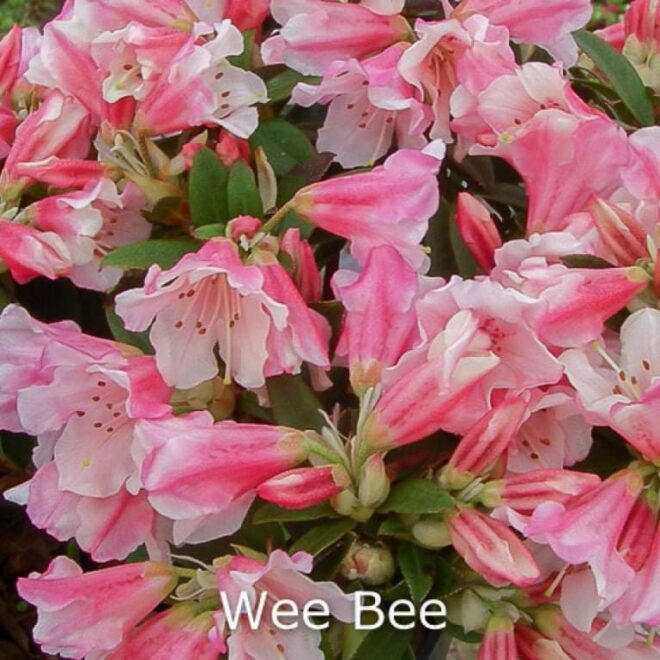 rhododendron-wee-bee