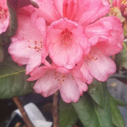 rhododendron-wibe-roses