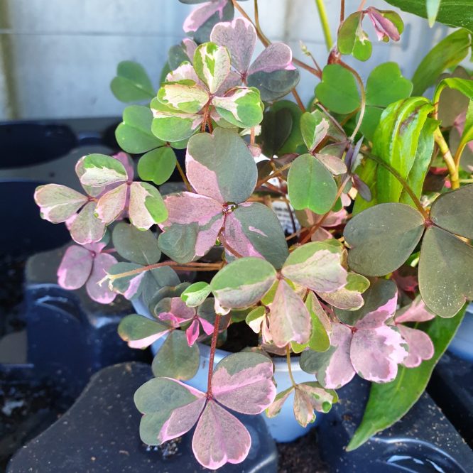 Skovsyre (Oxalis Vulcanicola Crazy Plum)