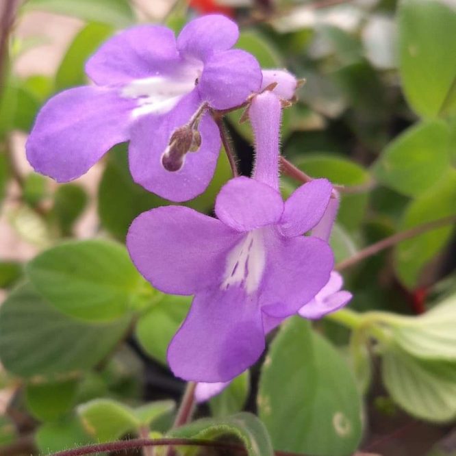 Spiral Frugt (Streptocarpus Saxorum)