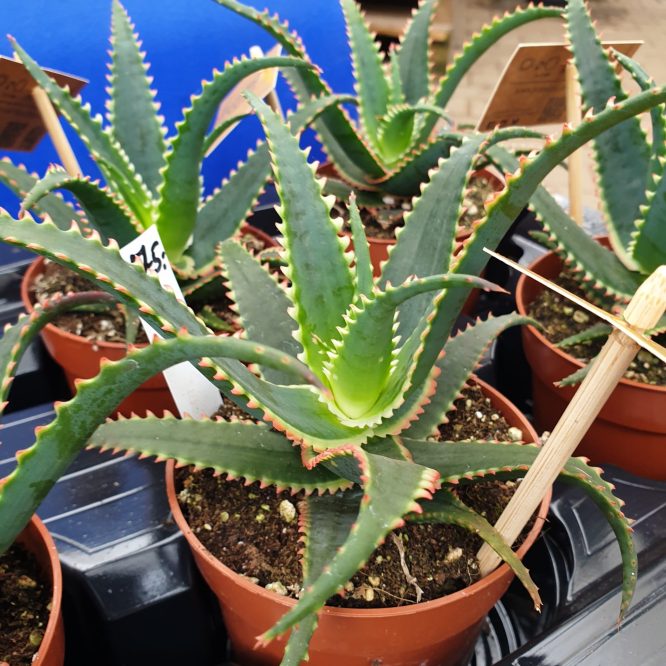 Star Aloe Swordfish (Aloe Hybrid)