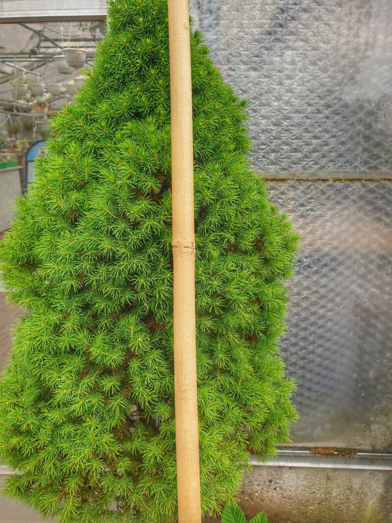 3-6-meter-bambus-pind