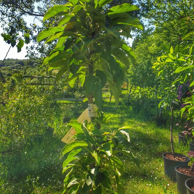 Æbletræ Starcats Søjle (Malus Domestica Starcats)