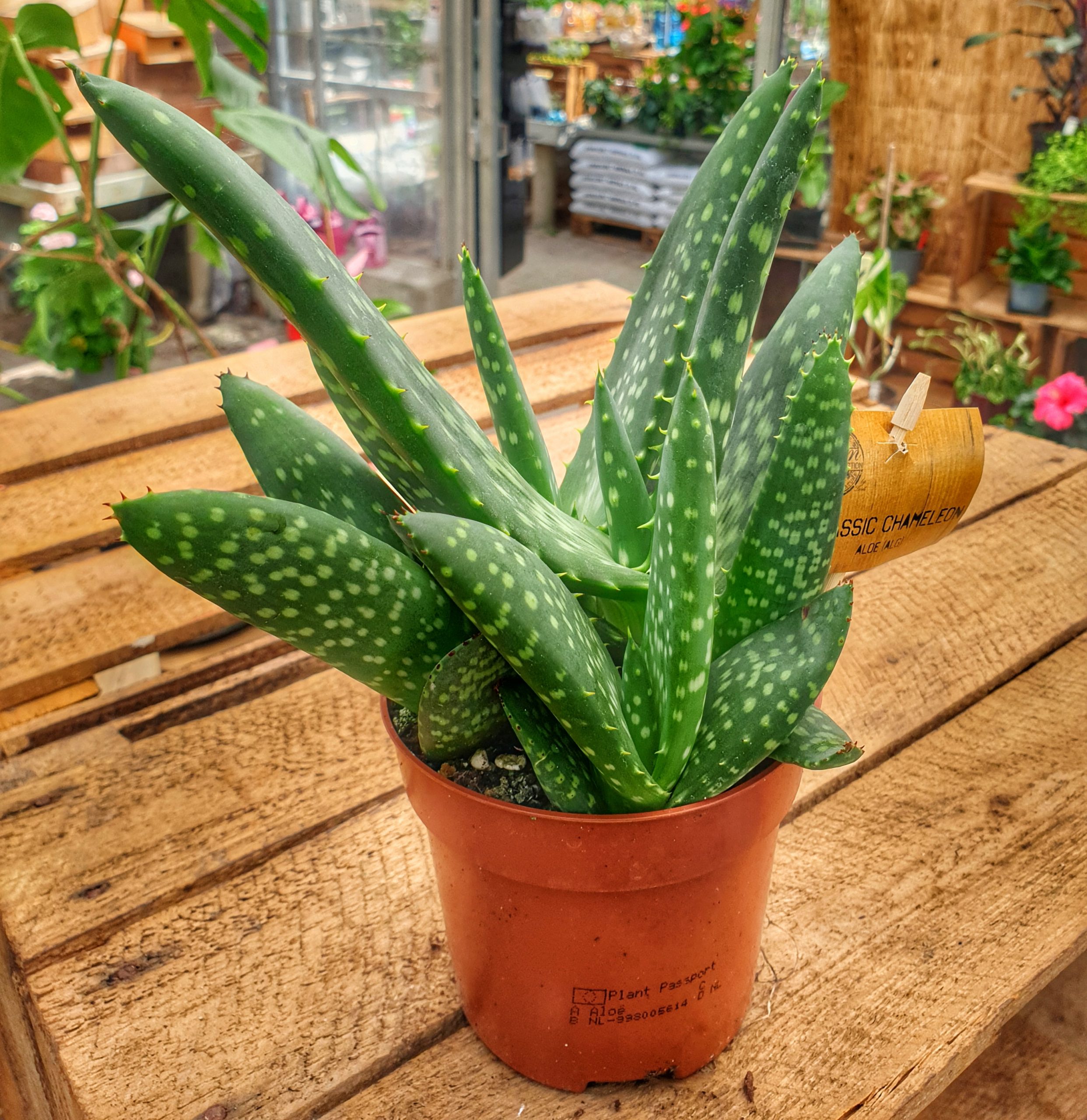 kok fremsætte forlade Aloe Hybrid Jurrasic Dino - Fuchsiahaven