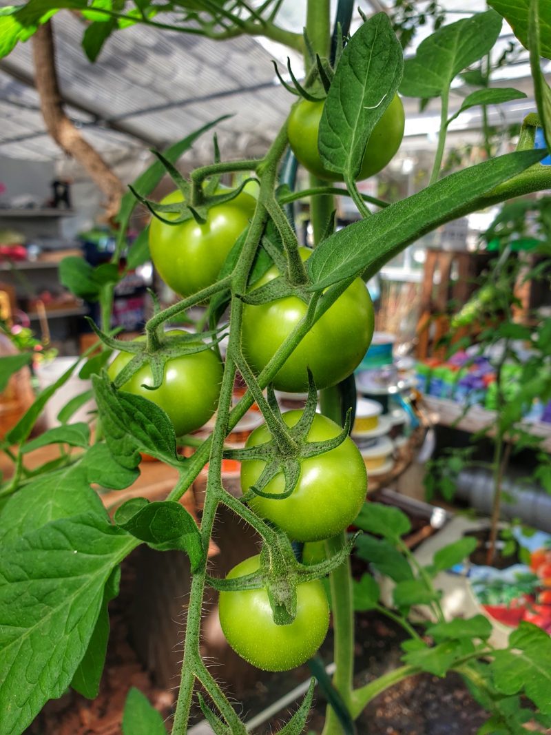 avalantino-tomat