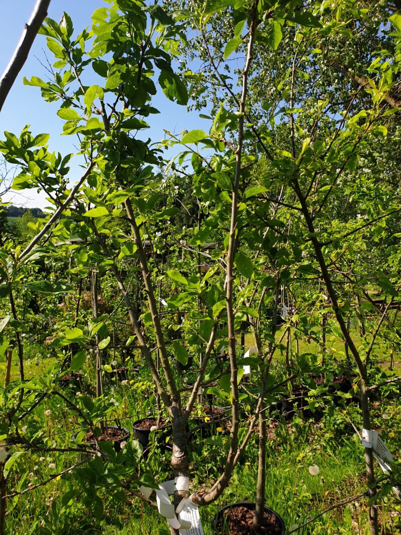 blommetrae-familie-2-sorter-prunus-domestica-familie-2-sorter