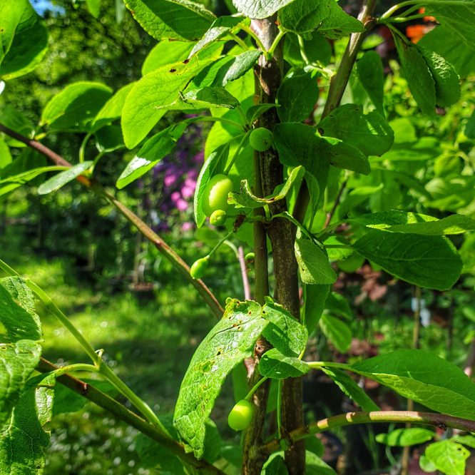 Blommetræ Jubileum (Prunus Domestica Jubileum)