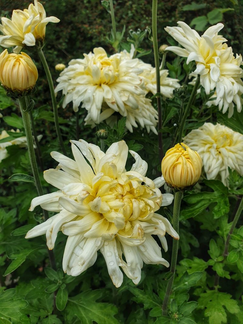 chrysanthemum-indicum-hybrida-ja-dank