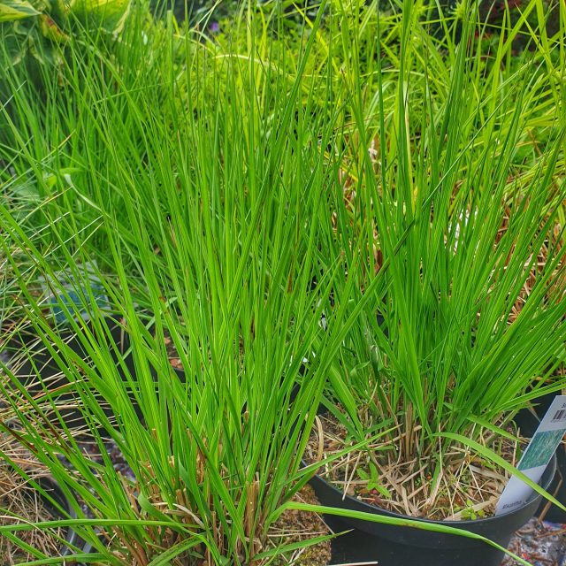 elefantgraes-miscanthus-sinensis-malepartus