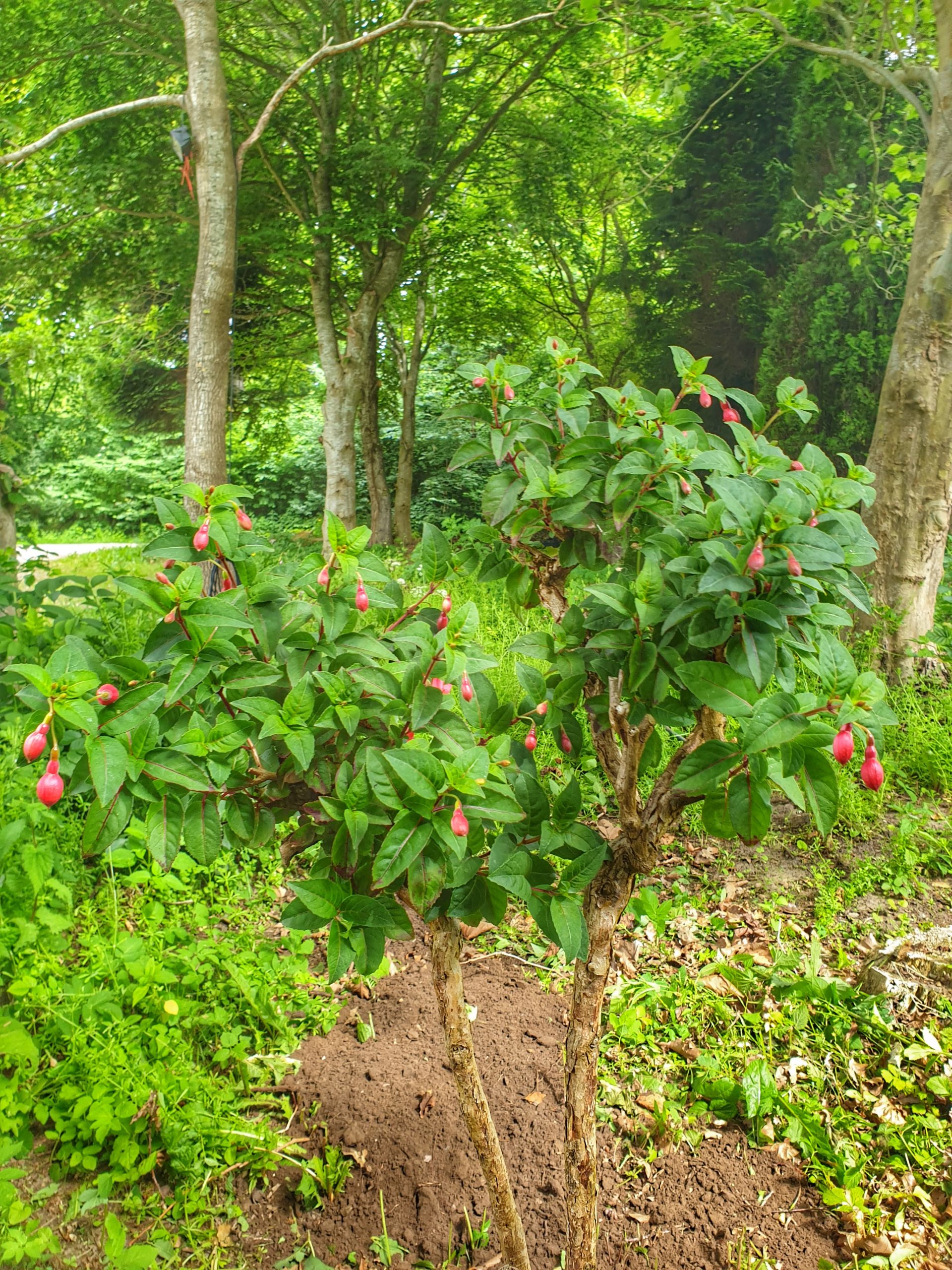 Fuchsia Dannebrog (1974-Moderplante)