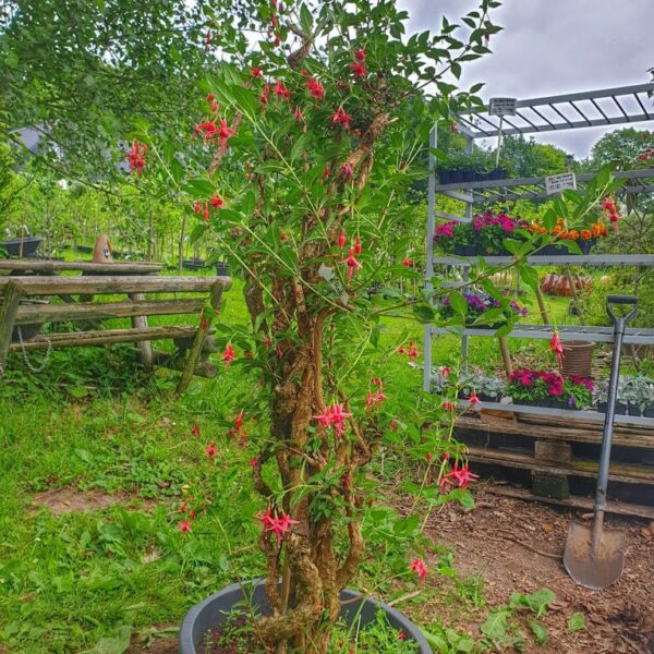 fuchsia-flash-1974-moderplante