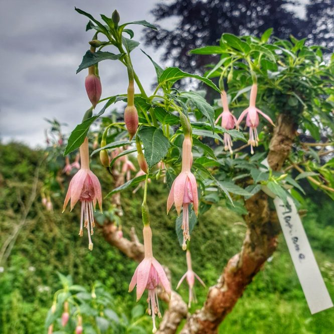 Fuchsia Marianne (1974- Moderplante)