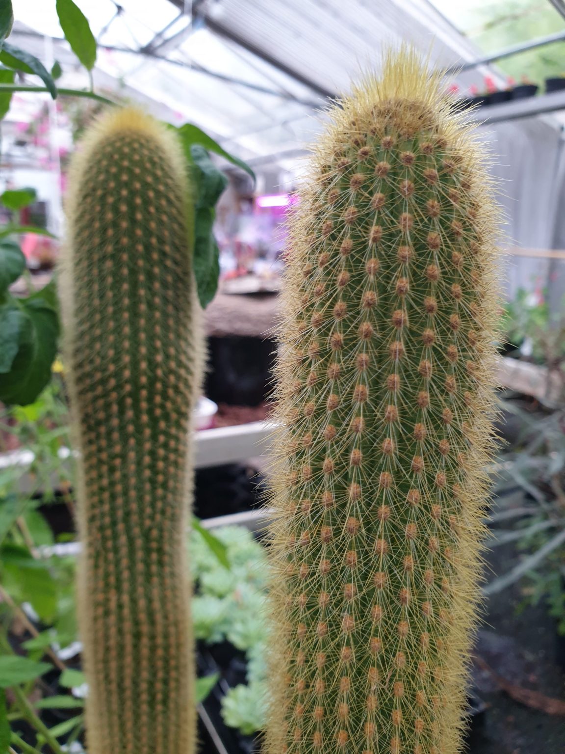 haageocereus-kaktus