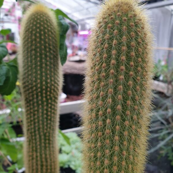 haageocereus-kaktus