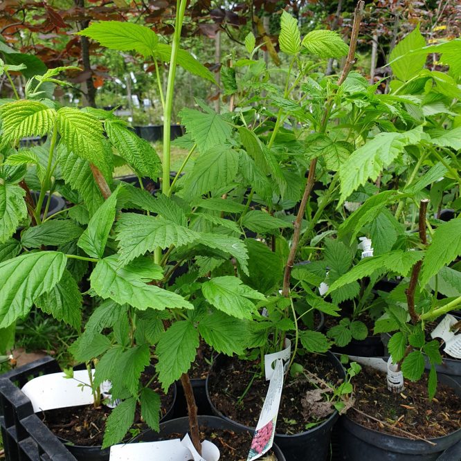 Hindbærbusk Polka (Rubus Idaeus Polka)