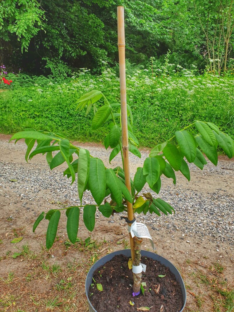 hjertenoeddetrae-kalmar-podet-juglans-ailantofolia-cordiformis-kalmar