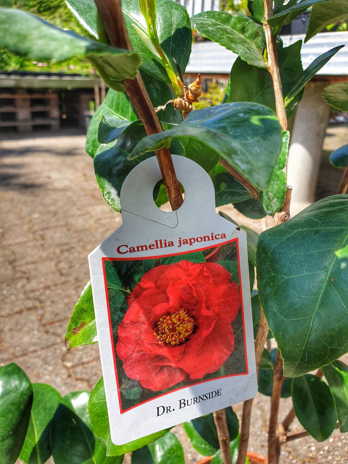 kamelia-camellia-japonica-brushfield