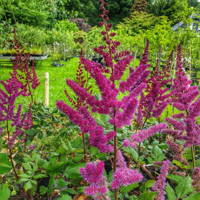 kinesisk-astilbe-vision-in-red-astilbe-chinensis-vision-in-red