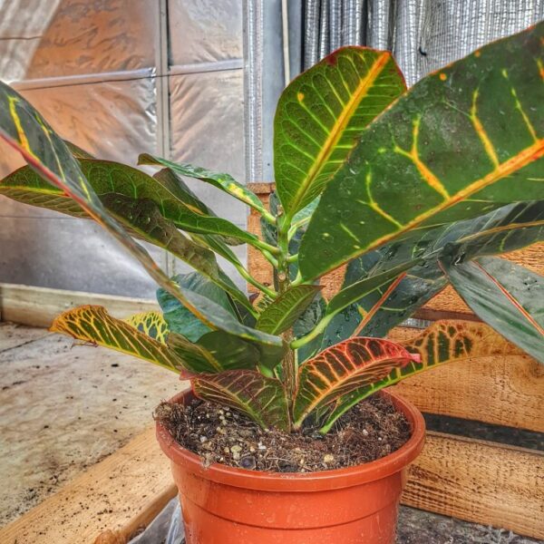 kroton-variegatum-petra-codiaeum-variegatum-petra