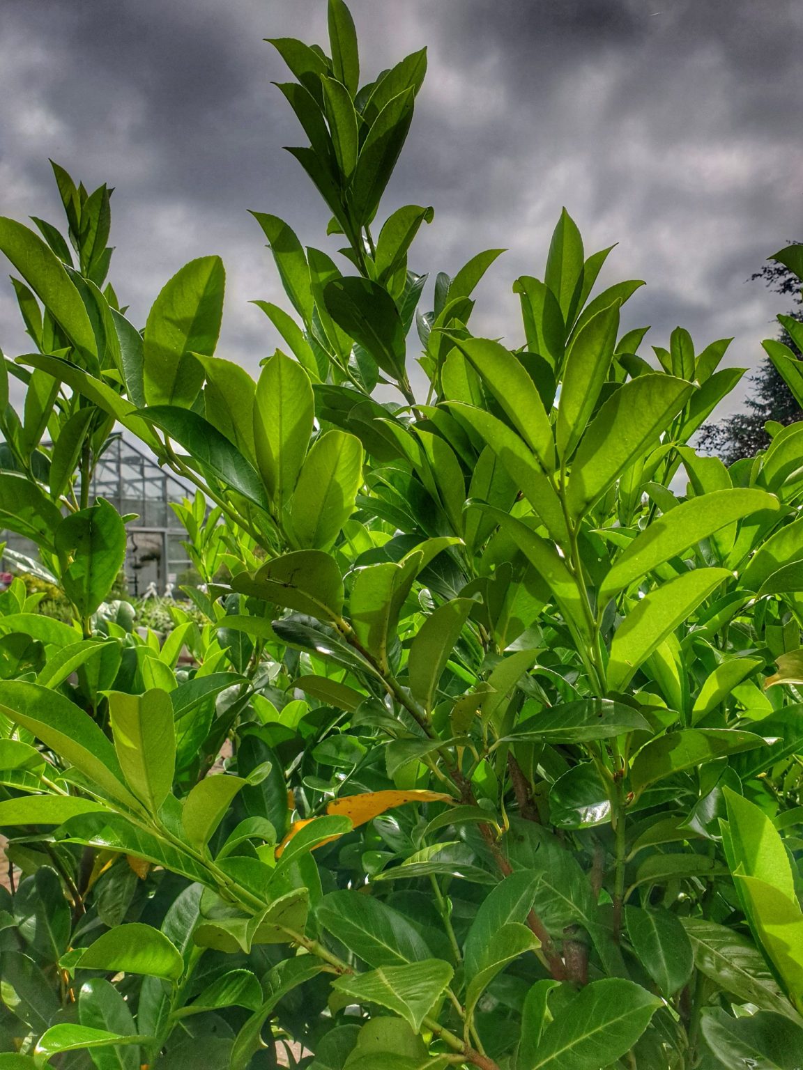 laurbaerkirsebaer-prunus-laurocerasus-rotundifolia