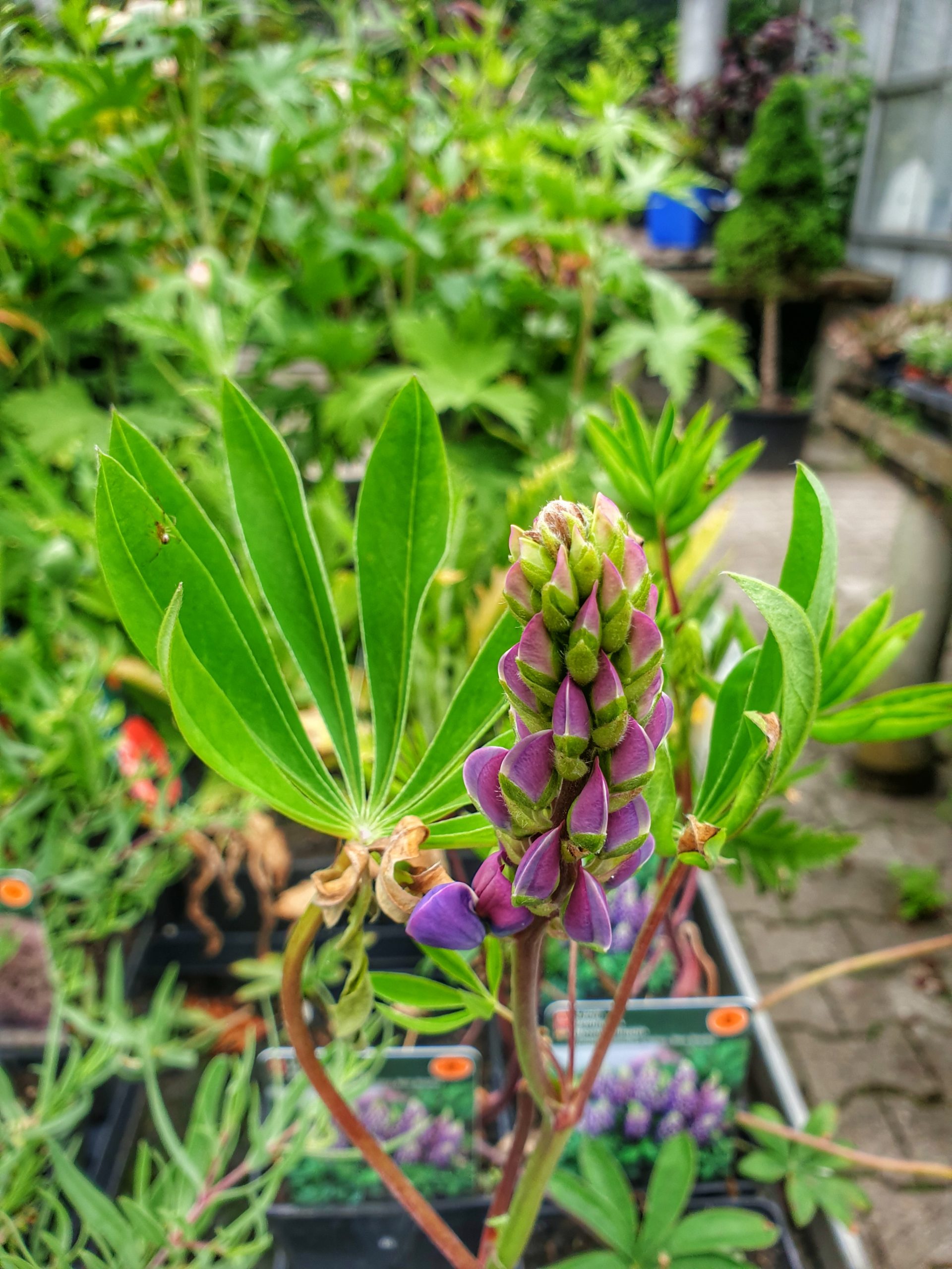 Lupin (Lupinus Polphyllos Gallery Blue Shades)