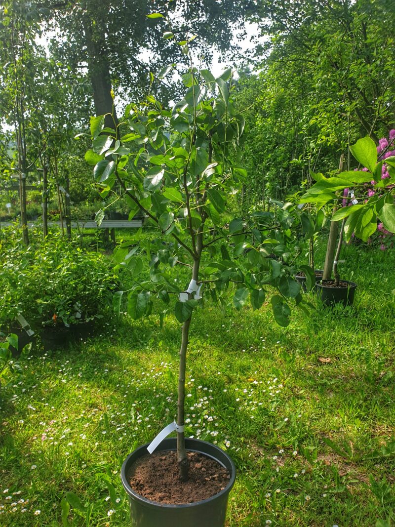 paeretrae-doyenne-de-comice-pyrus-communis-doyenne-de-comice