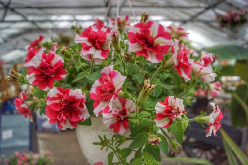 petunia-x-hybrida-tumbelina-cherry-ripplep