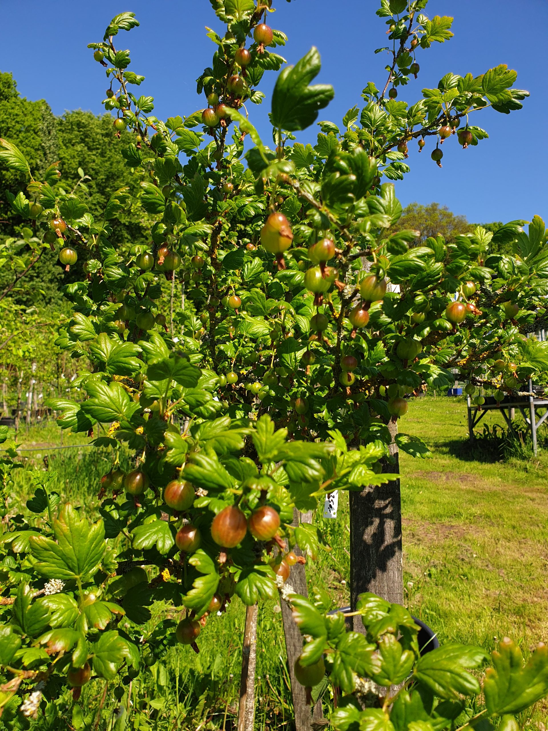 Stikkelsbærbusk Grøn Invicta (Ribes Uva-Crispa Invicta)