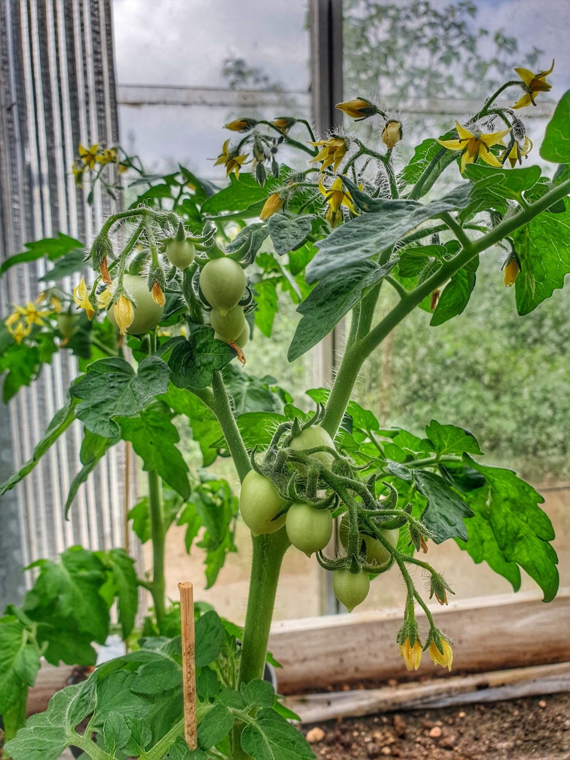 tomatplante-aztek-busktomat-lycopersicon-esculentum-aztek