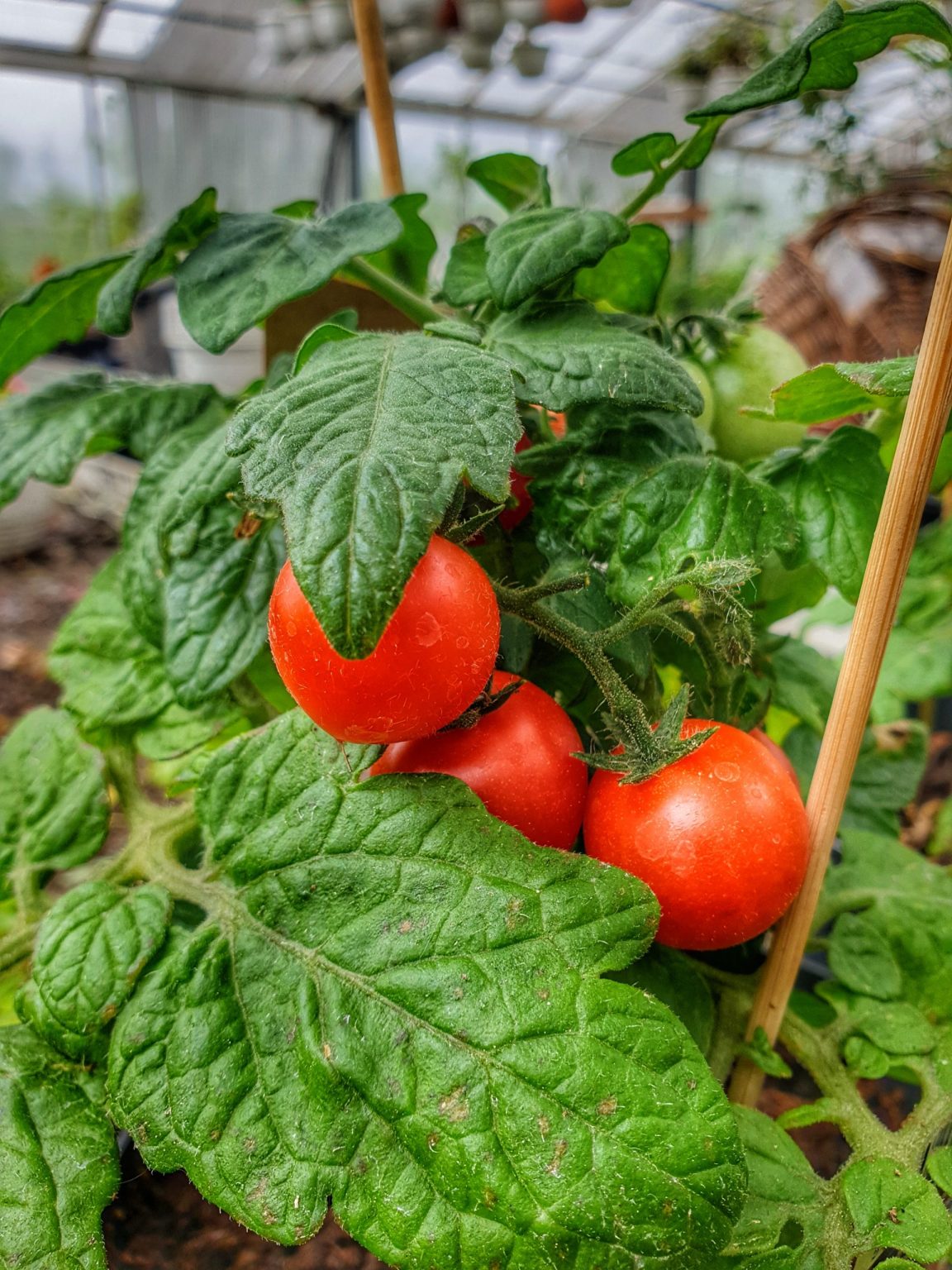 tomatplante-red-robin-busktomat-lycopersicon-esculentum-red-robin