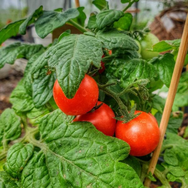 tomatplante-red-robin-busktomat-lycopersicon-esculentum-red-robin