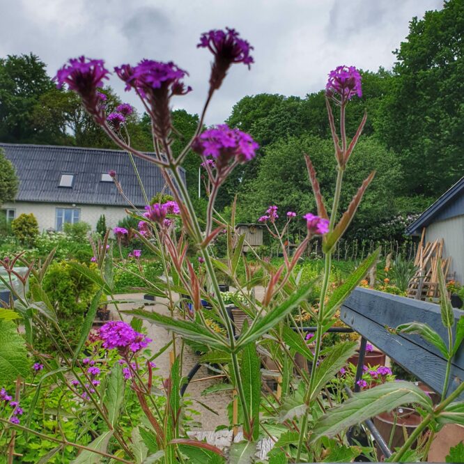 Verbena Rigida Venosa