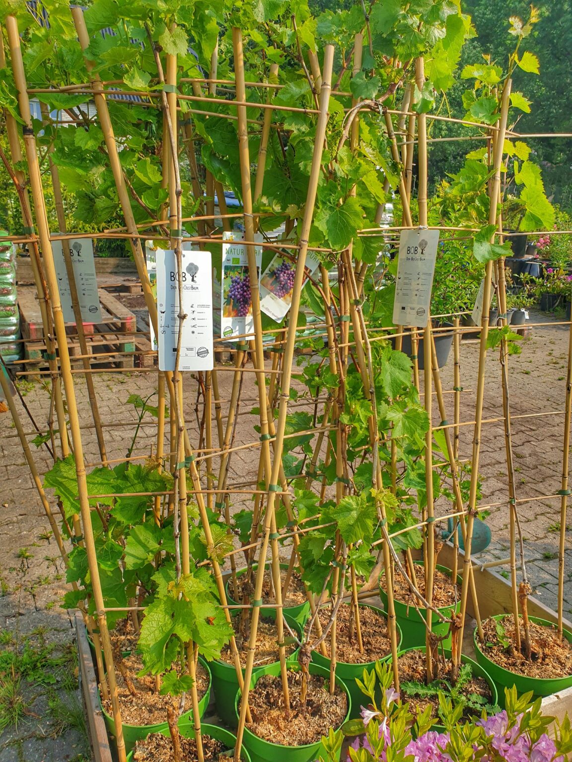 vindrueplante-nero-oekologisk-vitis-vinifera-nero