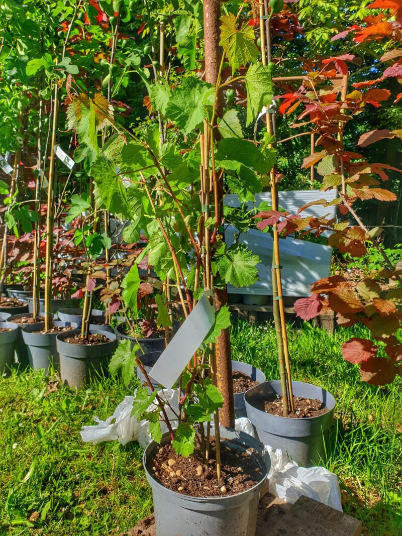 vindrueplante-reform-vitis-vinifera-reform