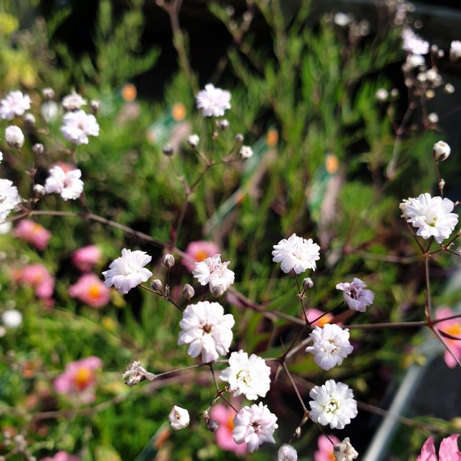 Brudeslør (Gypsophila Hybrid Rosenschleier)