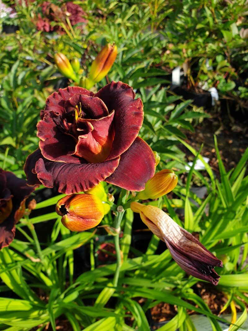 daglilje-hermerocallis-hybrid-night-ember