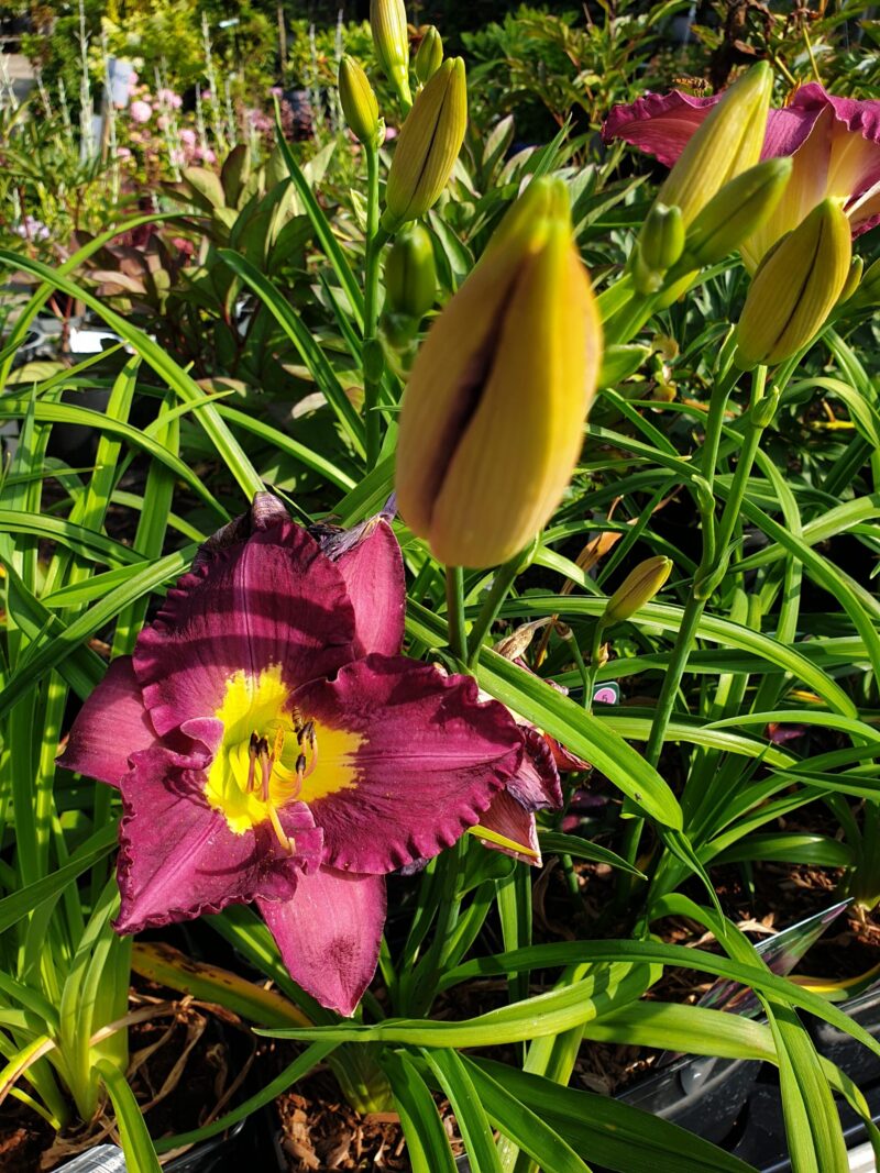 daglilje-hermerocallis-hybrid-silent-sentry