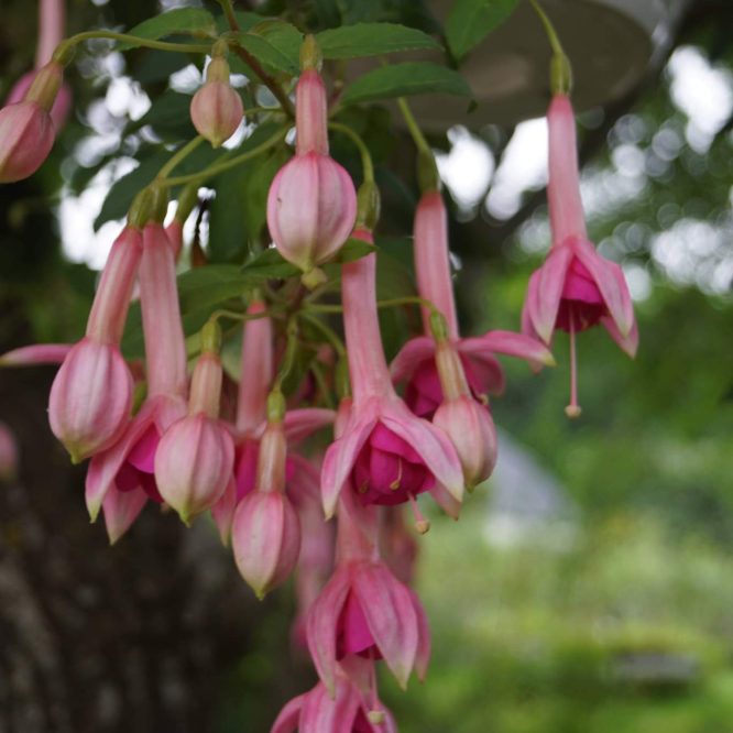 Fuchsia Bert’s Arendnestje