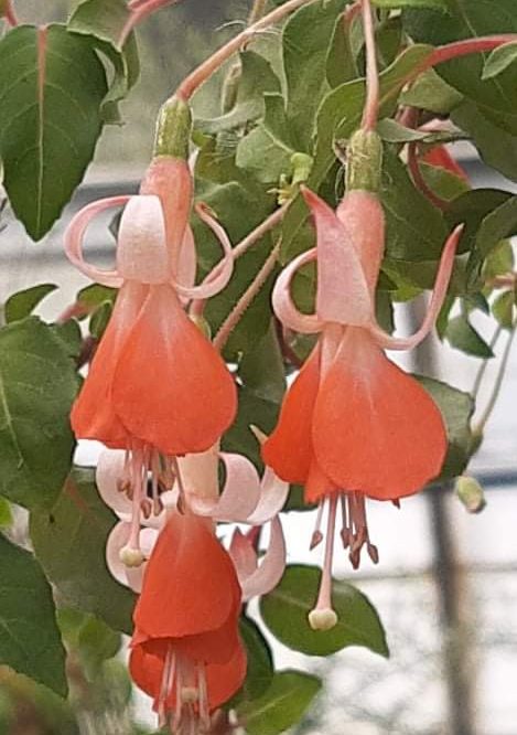 Fuchsia Wattenpost