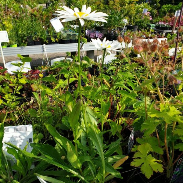 kaempemargerit-leucanthemum-superbum-soelvprinsessen