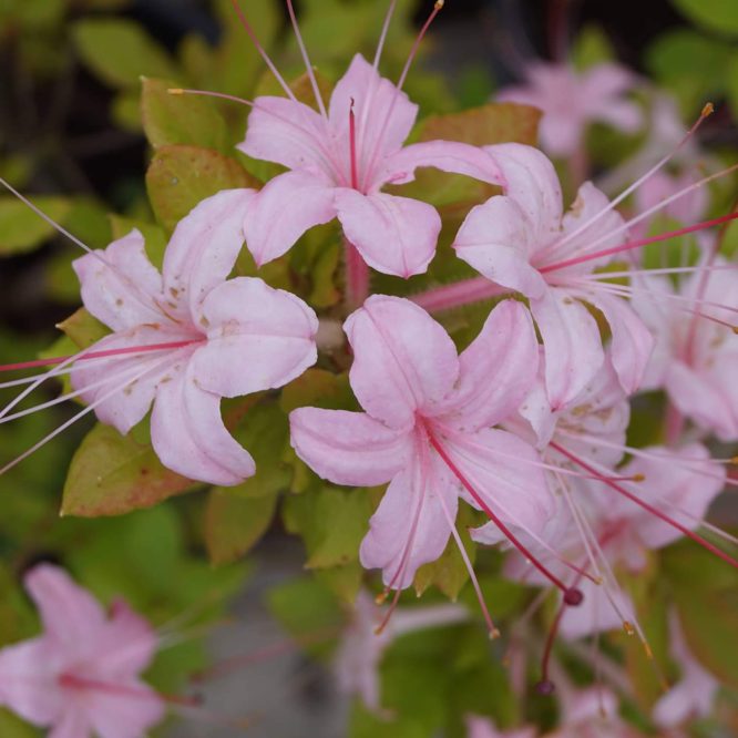 Rhododendron Arborescens