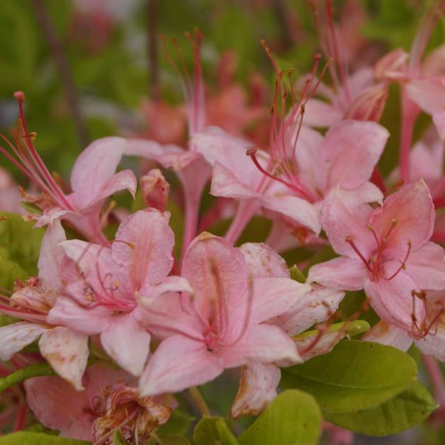 rhododendron-prunifolium