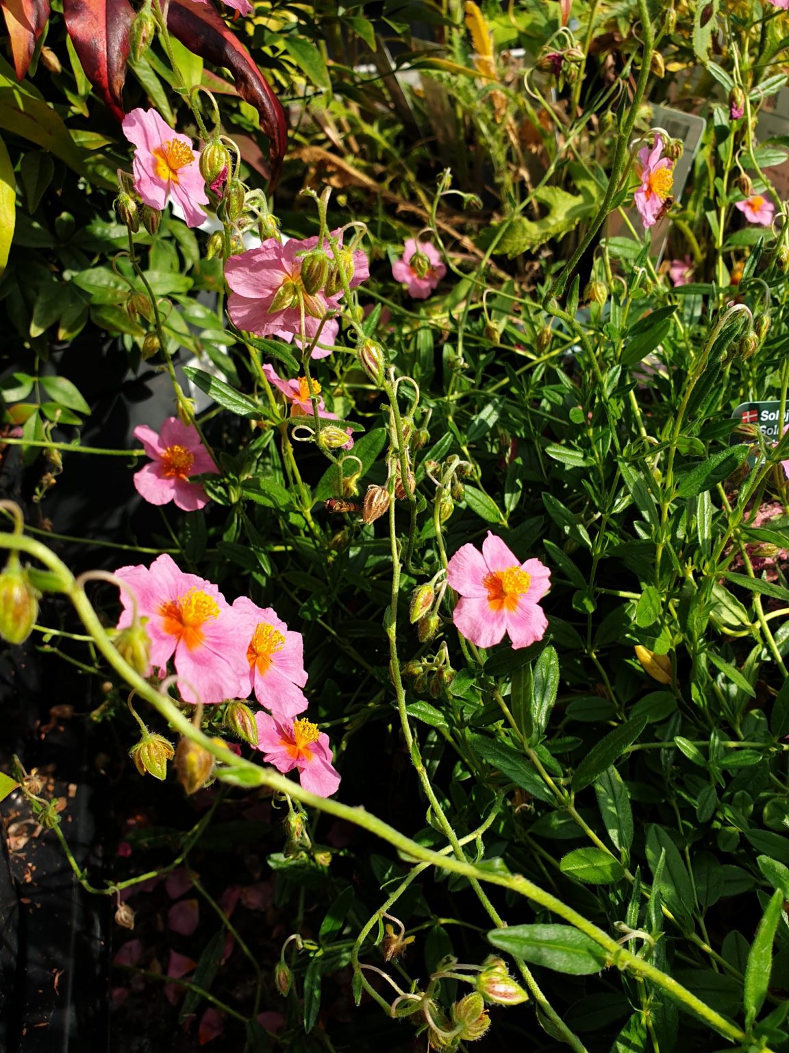 soloeje-helianthemum-hybrid-lawrensons-pink