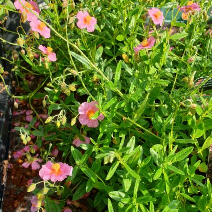soloeje-helianthemum-hybrid-lawrensons-pink