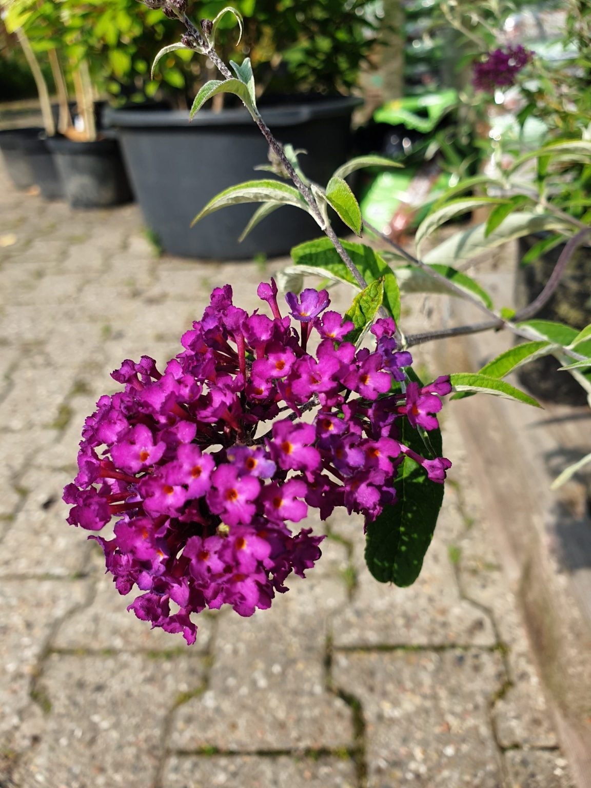 sommerfuglebusk-nanhoe-purple-buddleja-davidii-nanhoe-purple