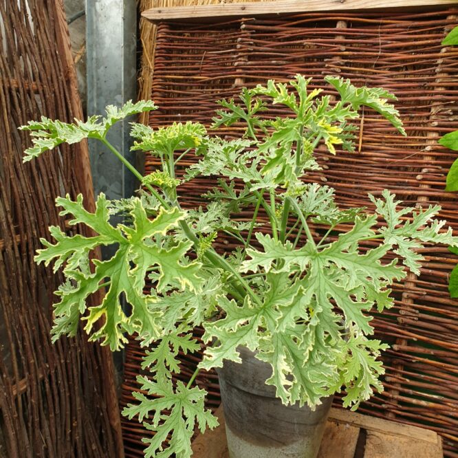 Pelargonium Graveolens Lady Plymouth (Duft Pelargomie)