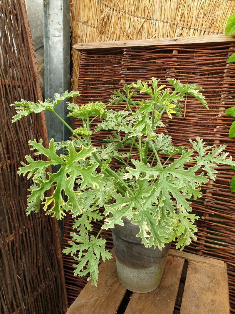 duft-pelargonie-lady-plymouth-pelargonium-graveolens-lady-plymouth