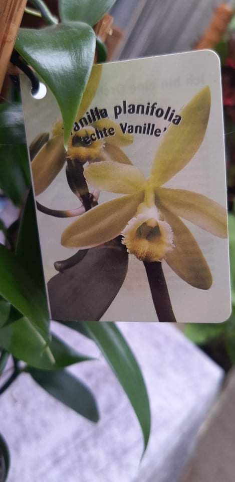 aegte-vanilje-orkide-vanilla-planifolia-echte-vanille