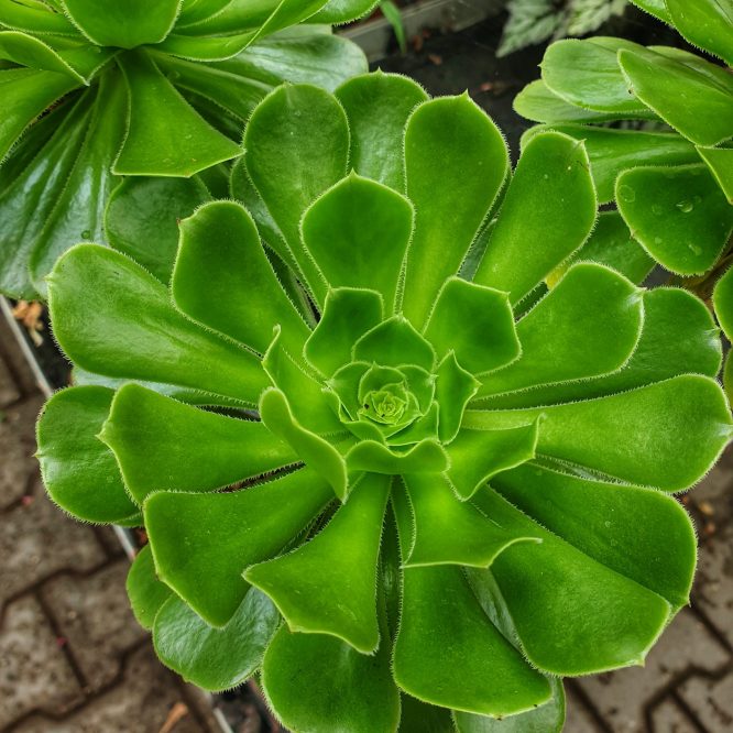 Aeonium